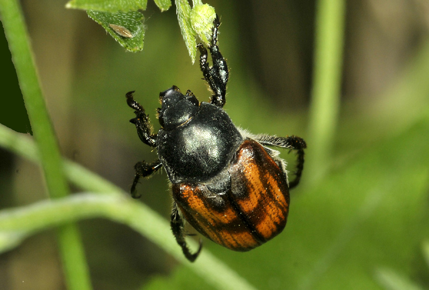 Rutelidae: Anisoplia sp. di Grecia